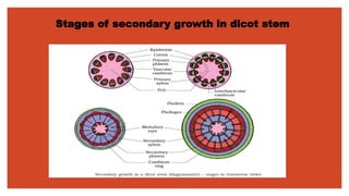 Stages of secondary growth in dicot stem
 