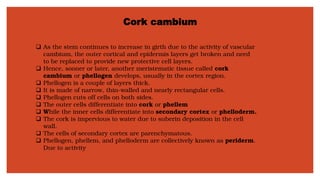 Cork cambium
❑ As the stem continues to increase in girth due to the activity of vascular
cambium, the outer cortical and epidermis layers get broken and need
to be replaced to provide new protective cell layers.
❑ Hence, sooner or later, another meristematic tissue called cork
cambium or phellogen develops, usually in the cortex region.
❑ Phellogen is a couple of layers thick.
❑ It is made of narrow, thin-walled and nearly rectangular cells.
❑ Phellogen cuts off cells on both sides.
❑ The outer cells differentiate into cork or phellem
❑ While the inner cells differentiate into secondary cortex or phelloderm.
❑ The cork is impervious to water due to suberin deposition in the cell
wall.
❑ The cells of secondary cortex are parenchymatous.
❑ Phellogen, phellem, and phelloderm are collectively known as periderm.
Due to activity
 