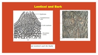 Lenticel and Bark
 