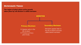 Meristematic Tissues
The region of plant where active growth
taken place by cell division is called meristem
MERISTEM
Primary Meristem
❖ Appear early in the
life of plant
❖ Produce primary
plant body
Secondary Meristem
Meristem appear later in
the life of plants and also
called lateral meristem
 
