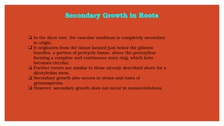 Secondary Growth in Roots
❑ In the dicot root, the vascular cambium is completely secondary
in origin.
❑ It originates from the tissue located just below the phloem
bundles, a portion of pericycle tissue, above the protoxylem
forming a complete and continuous wavy ring, which later
becomes circular.
❑ Further events are similar to those already described above for a
dicotyledon stem.
❑ Secondary growth also occurs in stems and roots of
gymnosperms.
❑ However, secondary growth does not occur in monocotyledons.
 