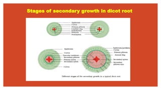 Stages of secondary growth in dicot root
 