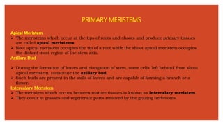 PRIMARY MERISTEMS
Apical Meristem
➢ The meristems which occur at the tips of roots and shoots and produce primary tissues
are called apical meristems
➢ Root apical meristem occupies the tip of a root while the shoot apical meristem occupies
the distant most region of the stem axis.
Axillary Bud
➢ During the formation of leaves and elongation of stem, some cells ‘left behind’ from shoot
apical meristem, constitute the axillary bud.
➢ Such buds are present in the axils of leaves and are capable of forming a branch or a
flower.
Intercalary Meristem
➢ The meristem which occurs between mature tissues is known as intercalary meristem.
➢ They occur in grasses and regenerate parts removed by the grazing herbivores.
 