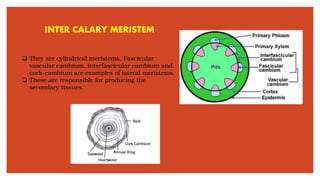INTER CALARY MERISTEM
❑ They are cylindrical meristems. Fascicular
vascular cambium, interfascicular cambium and
cork-cambium are examples of lateral meristems.
❑ These are responsible for producing the
secondary tissues.
 