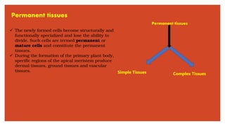 Permanent tissues
✓ The newly formed cells become structurally and
functionally specialized and lose the ability to
divide. Such cells are termed permanent or
mature cells and constitute the permanent
tissues.
✓ During the formation of the primary plant body,
specific regions of the apical meristem produce
dermal tissues, ground tissues and vascular
tissues.
Permanent tissues
Simple Tissues Complex Tissues
 