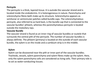 anatomy of flowering plants anatomy of flowering plants | PPTX