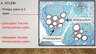 anatomy of flowering plants class 12th.pptx