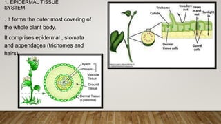 Protoderma anatomy of flowering plants class 12th.pptx