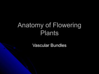Anatomy of Flowering
      Plants
    Vascular Bundles
 