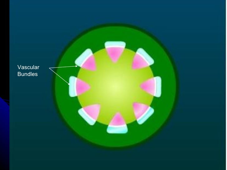 Anatomy of flowering plants vascular bundles