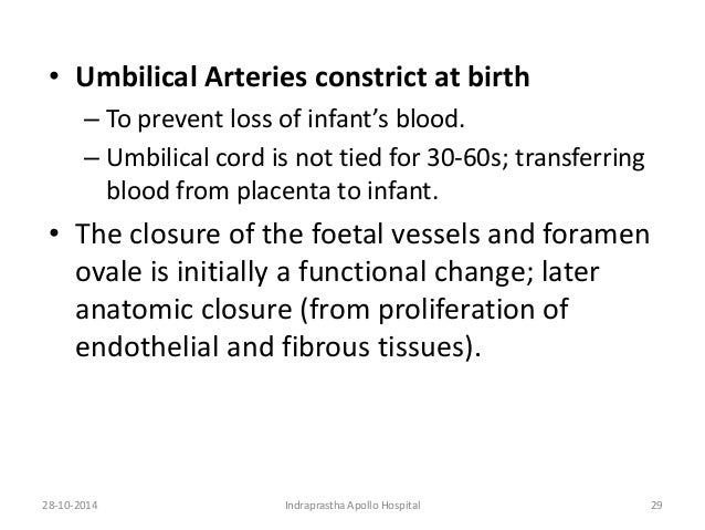 Anatomy of foetal circulation