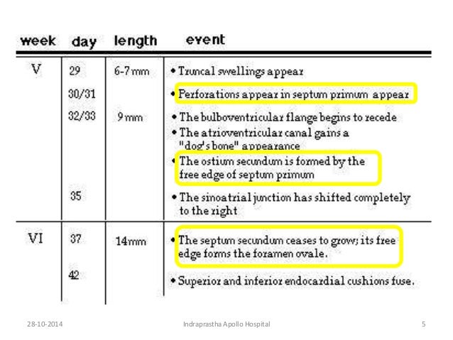Anatomy of foetal circulation