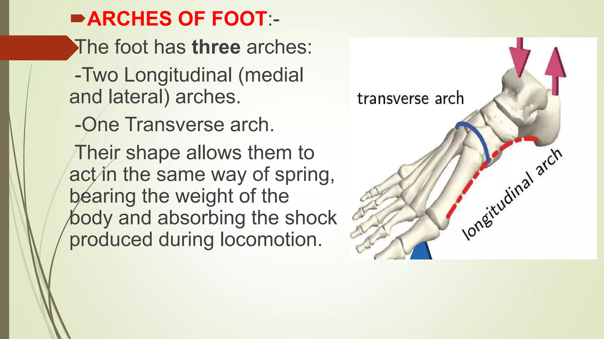 Anatomy Of Foot And Arches Of Foot PPTX