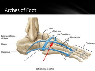 Anatomy of foot and ankle | PPT