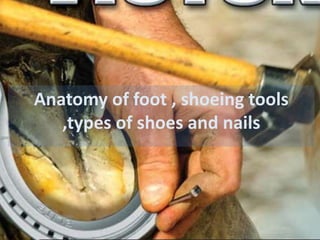 Anatomy of foot , shoeing tools
,types of shoes and nails
 