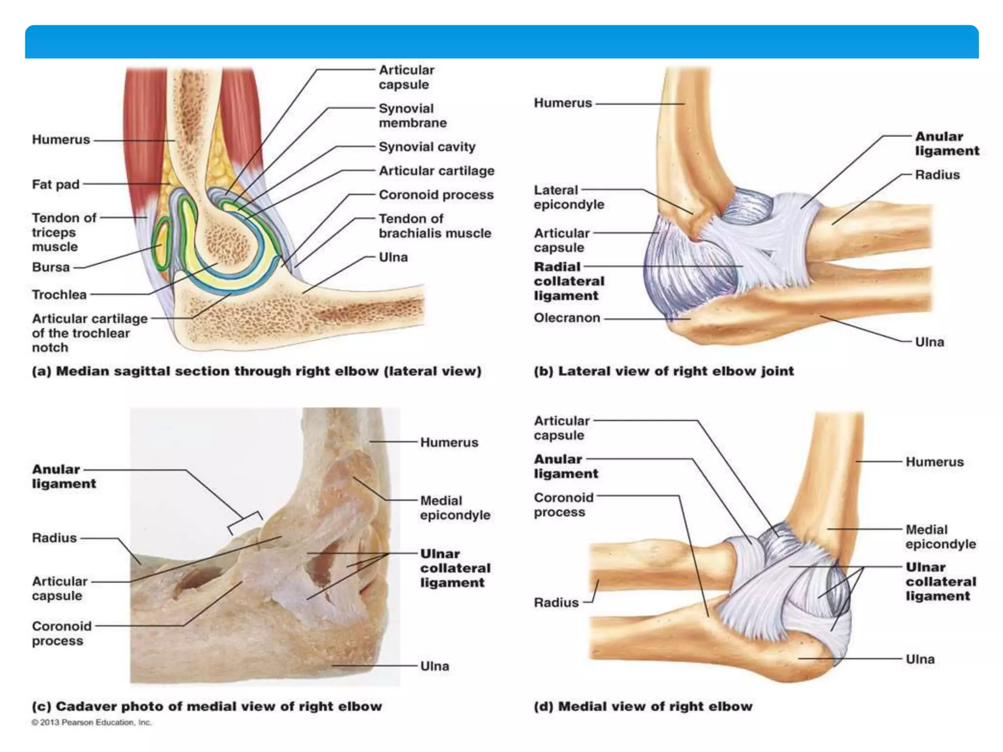 Anatomy of forearm | PPTX