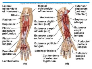 Anatomy of forearm | PPTX