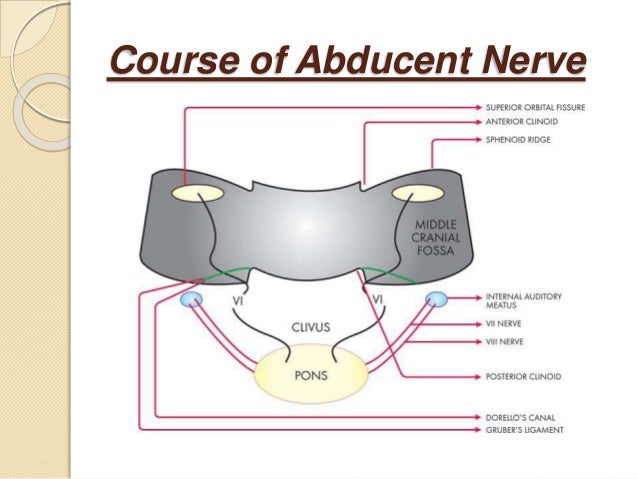 Anatomy of fourth and sixth cranial nerve 06.12.13