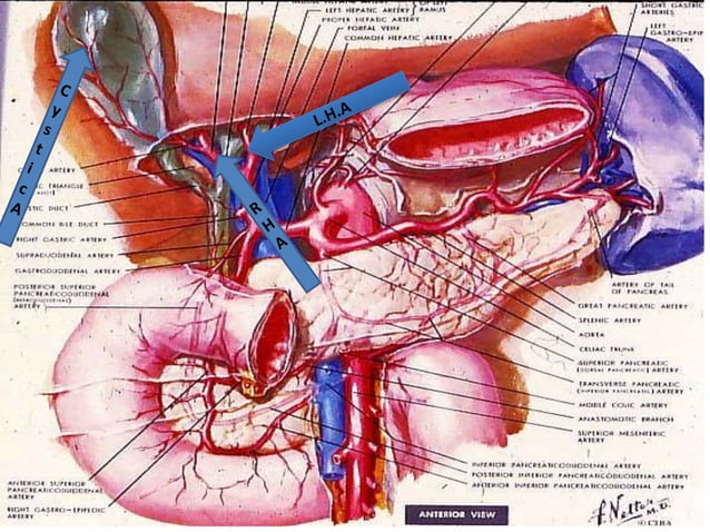 Gall bladder Anatomo physiology | PPTX | Lung and Respiratory Health ...
