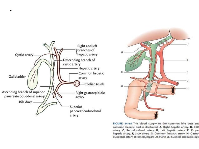 Gall bladder Anatomo physiology | PPTX | Lung and Respiratory Health ...