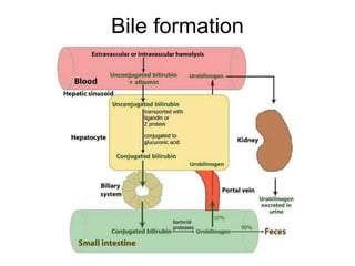 Bile formation
 