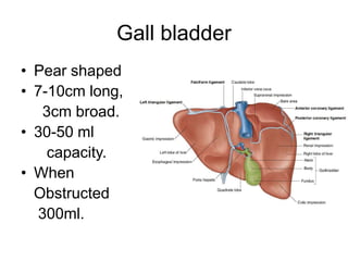 Gall bladder
• Pear shaped
• 7-10cm long,
3cm broad.
• 30-50 ml
capacity.
• When
Obstructed
300ml.
 