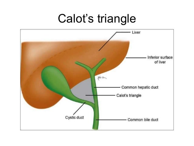 Anatomy of gall bladder