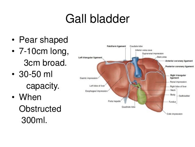 Anatomy of gall bladder