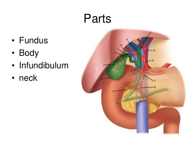 Anatomy of gall bladder