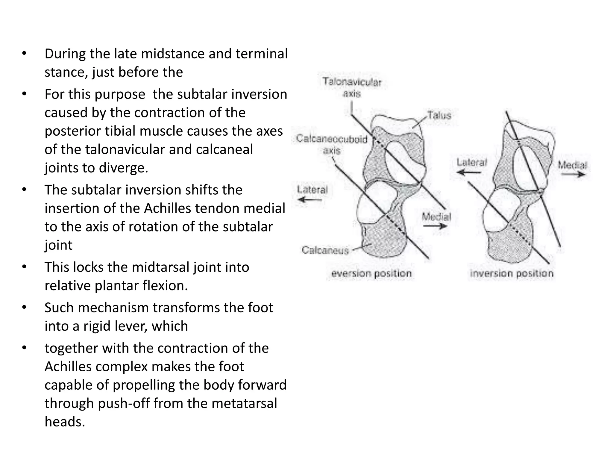 ANATOMY OF GASTROCSOLEUS COMPLEX AND TEAR OF TENDO.pptx