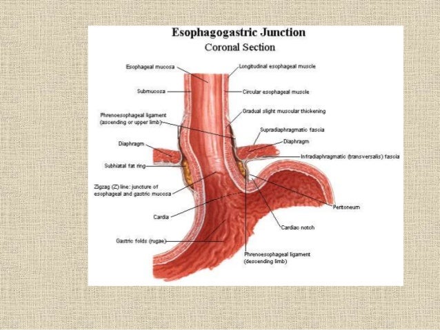 Anatomy of gastroesophagial junction with specail reference to hiatu…