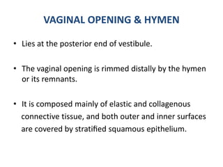 Hymen In Female Anatomy of female external genital tract, urethra, urinary bladder | PPTX