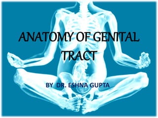 ANATOMY OF GENITAL
TRACT
BY DR. ESHNA GUPTA
 
