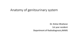 Anatomy of genitourinary system
Dr. Kishor Bhattarai
1st year resident
Department of Radiodiagnosis,NAMS
 
