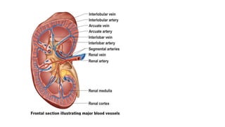 Genitory System Anatomy of genitourinary system | PPTX