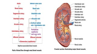 Genitory System Anatomy of genitourinary system | PPTX
