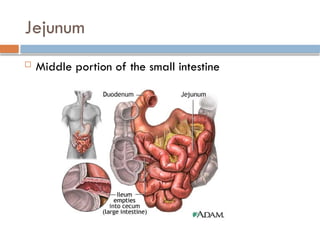 Jenum ANATOMY OF THE GASTROINTESTINAL TRACT.pptx
