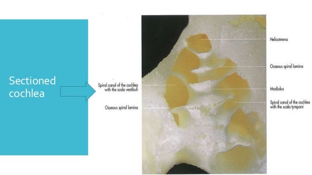 Anatomy of goat ear