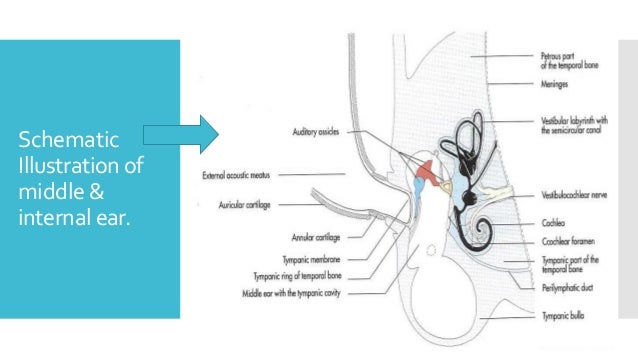 Anatomy of goat ear