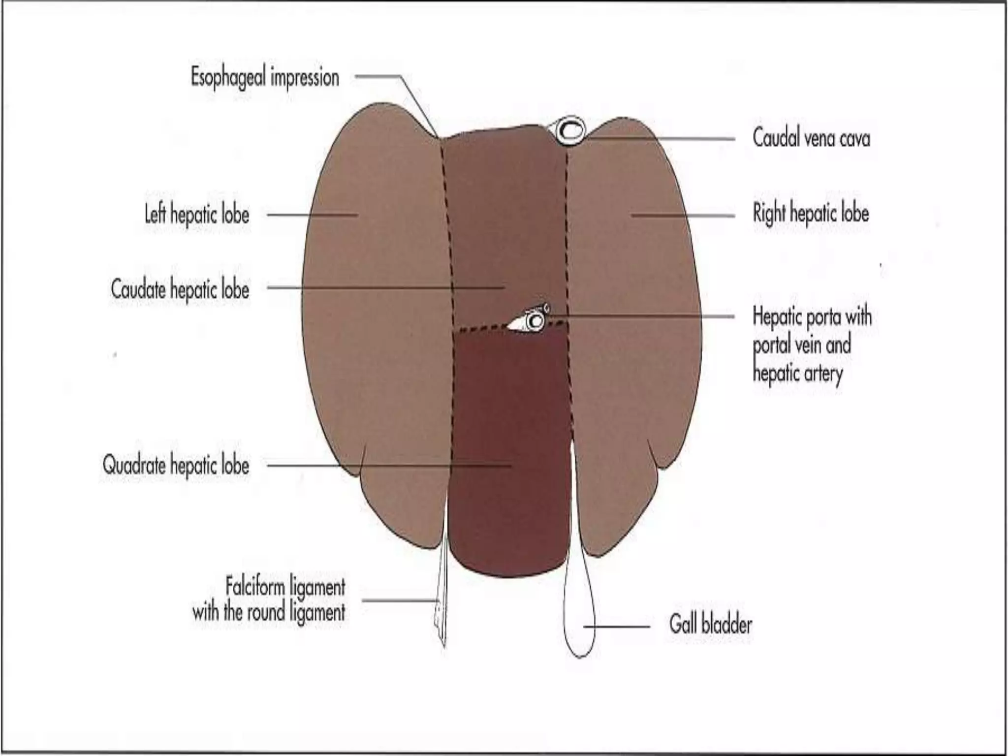Anatomy of goat liver PPT
