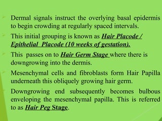 Anatomy of hair PowerPoint dermatology pg | PPTX