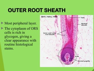 Anatomy of hair PowerPoint dermatology pg | PPTX