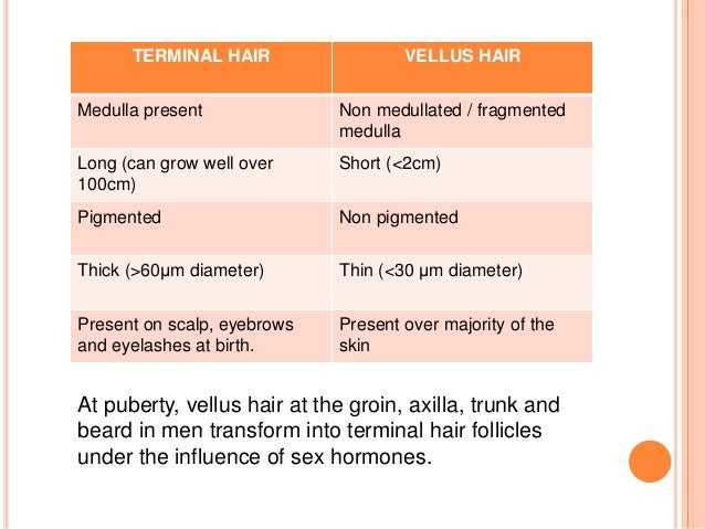 Anatomy Of Hair And Hair Cycle