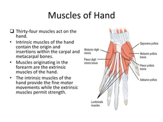 Anatomy of hand-1.pptx