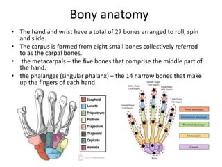 Anatomy of hand-1.pptx