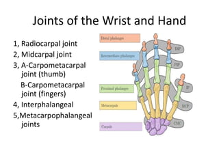Anatomy of hand-1.pptx
