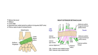 ANATOMY OF HAND and the basics in play surgery | PPTX