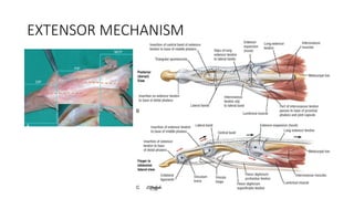Extensor Process ANATOMY OF HAND and the basics in play surgery | PPTX
