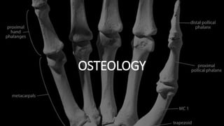 ANATOMY OF HAND and the basics in play surgery | PPTX