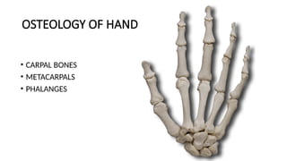 ANATOMY OF HAND and the basics in play surgery | PPTX